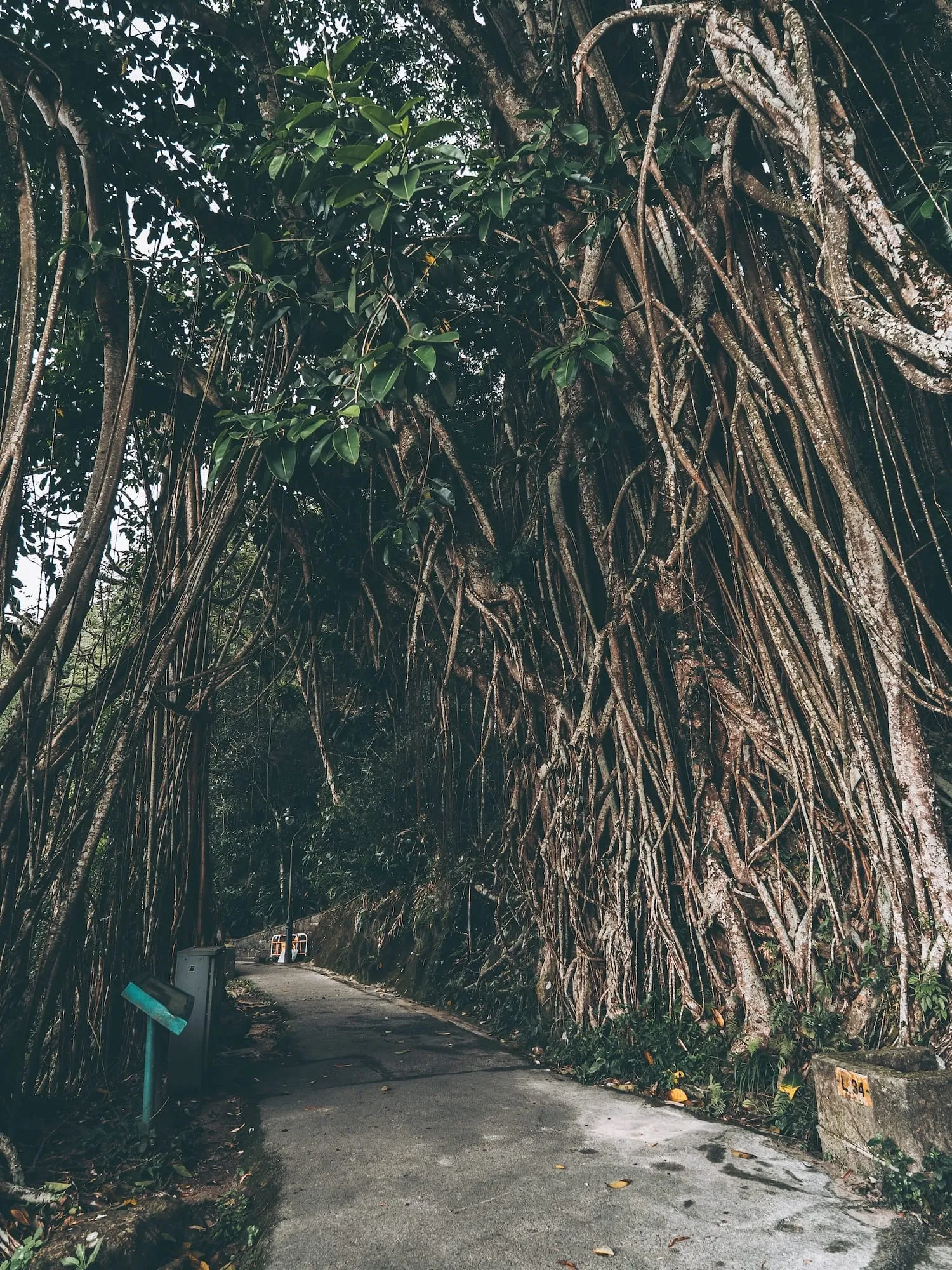 古印度榕樹拱門